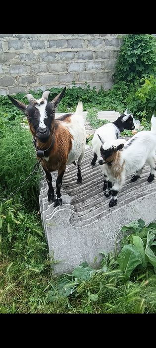 Камерунские коза и козочки