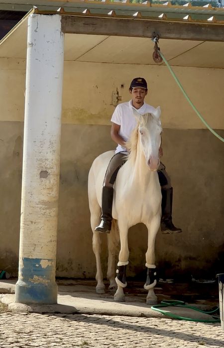 Perfectly  Horse 6 years old.   Cavalo Isabel