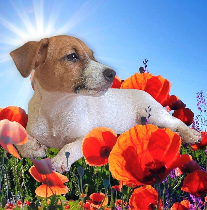 Клубні   малюки.