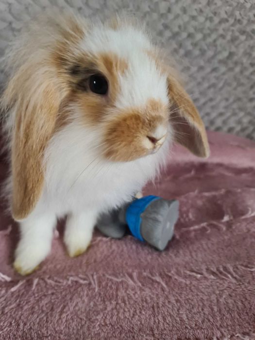 Króliczki baran francuski mini lop