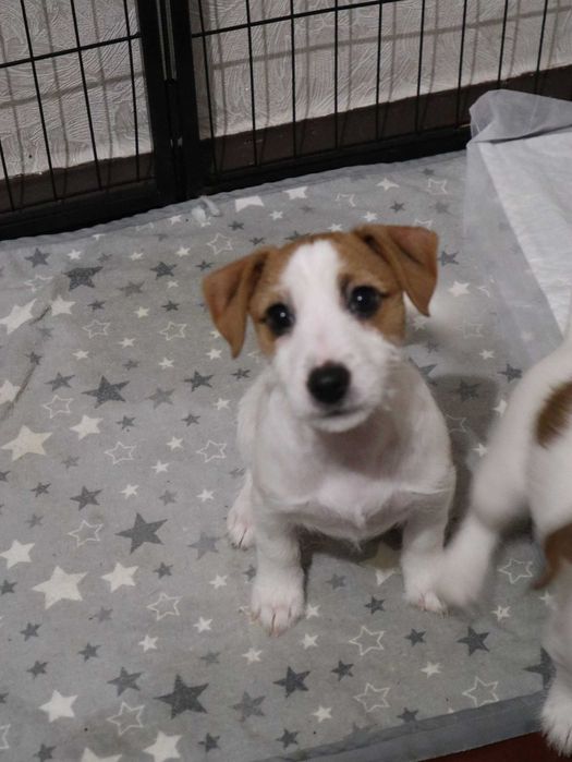 Джек Рассел тер'єр цуценя