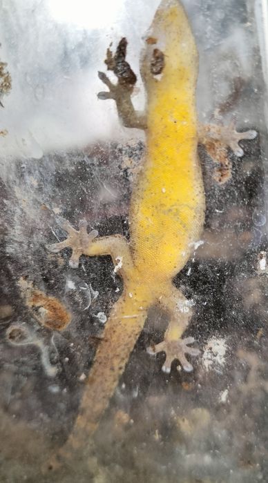 Dorosłe gekony płaczące (Lepidodactylus lugubris)