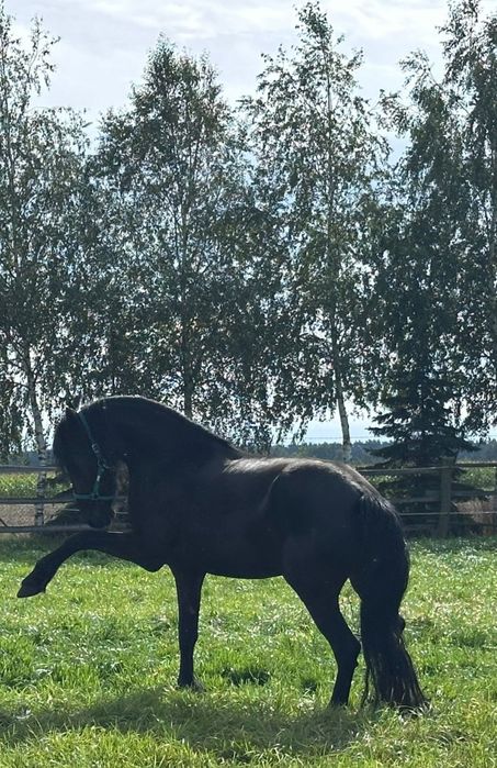 Sprzedam zrebaka, klacz fryzyjska