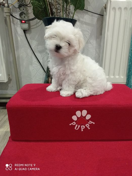 Мальтийская балонка