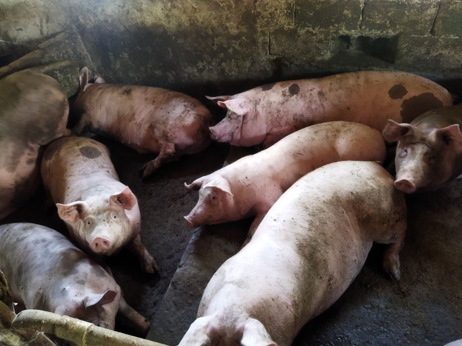 Продам свиней живою вагою