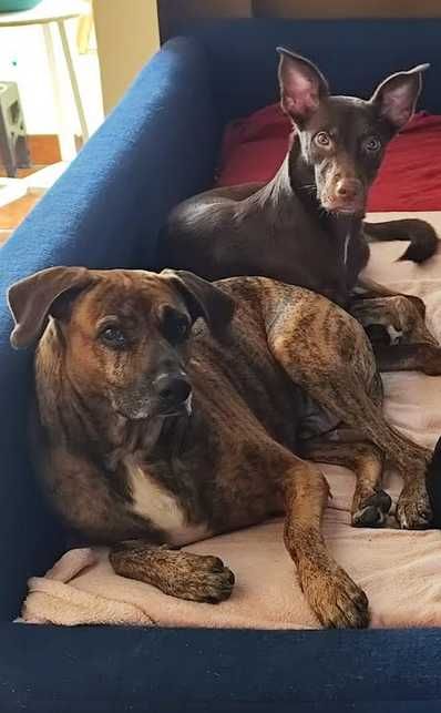 URGENTE - cãezinhos à procura de um novo lar