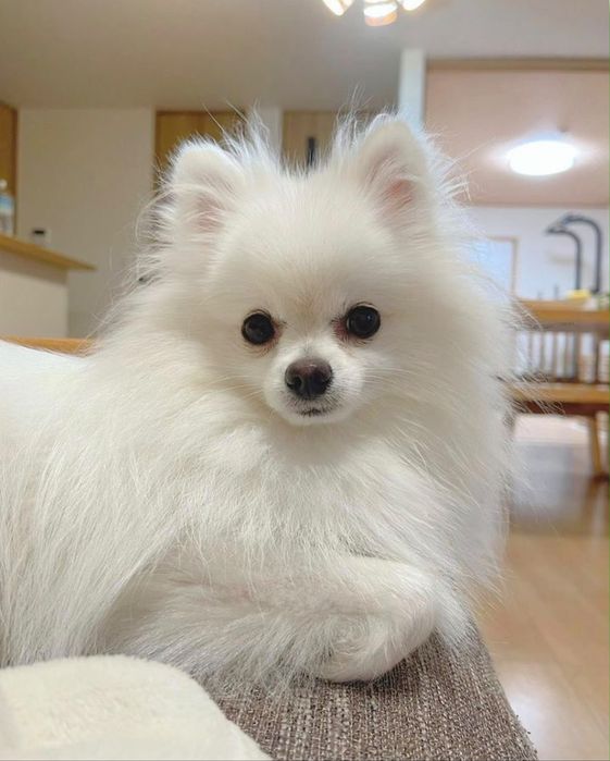 Spitz alemão anão menina