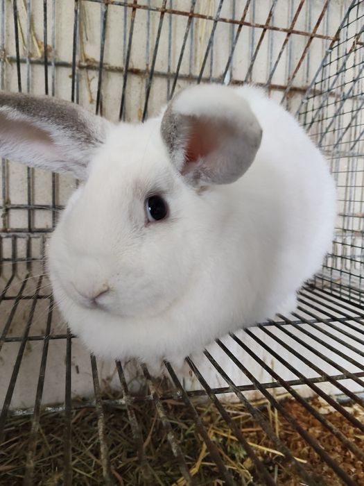 Coelhinhos anões adultos