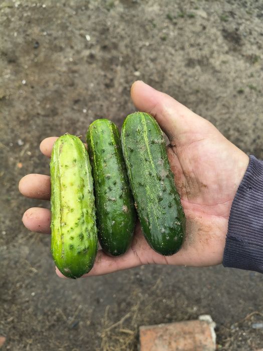Sprzedam ogórki gruntowe