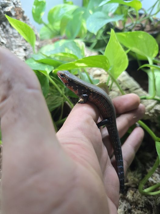 Scynk ognisty / Riopa fernandi (Lepidothyris fernandi / Mochlus)