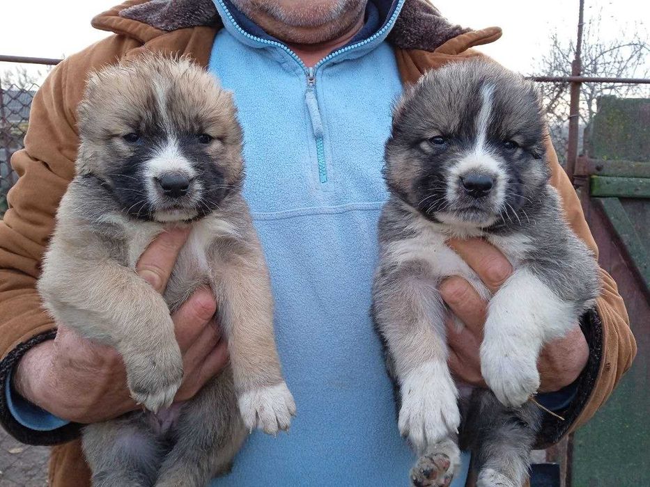 Продам цуценят Алабая