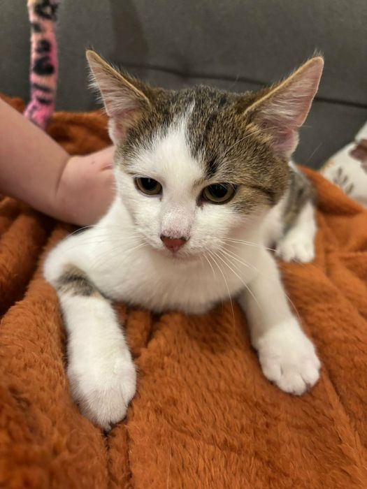 Kocurek Miki potrzebuje domu