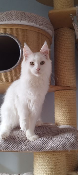 Kocurek Maine Coon biały słyszy