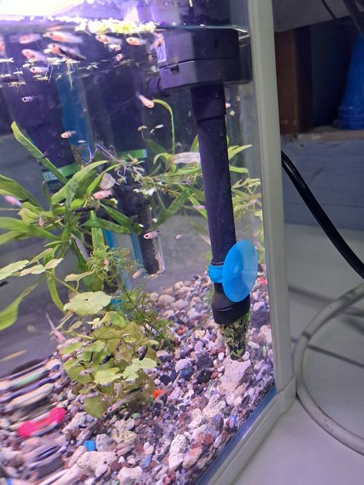 Akwarium małe lecz piękne z życiem