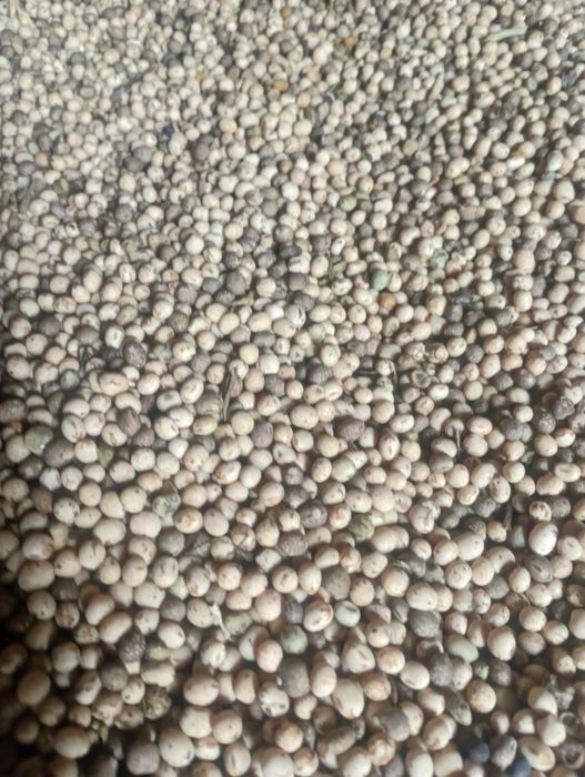 Łubin gorzki - zbiór 2025r.