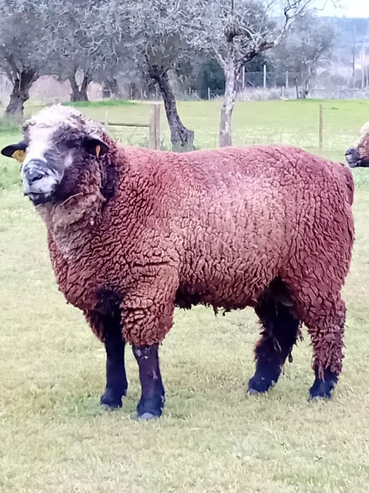 Carneiro P3 puro macho ovino