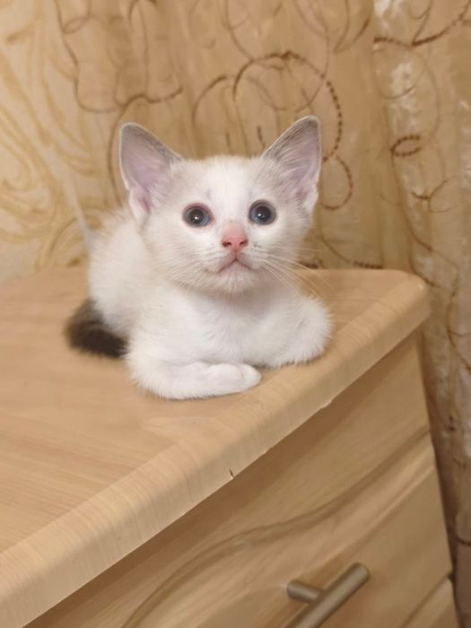 Котеня в гарні руки