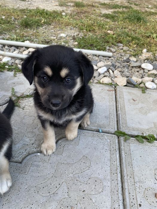 Oddam pieski za Darmo do dobrego domku