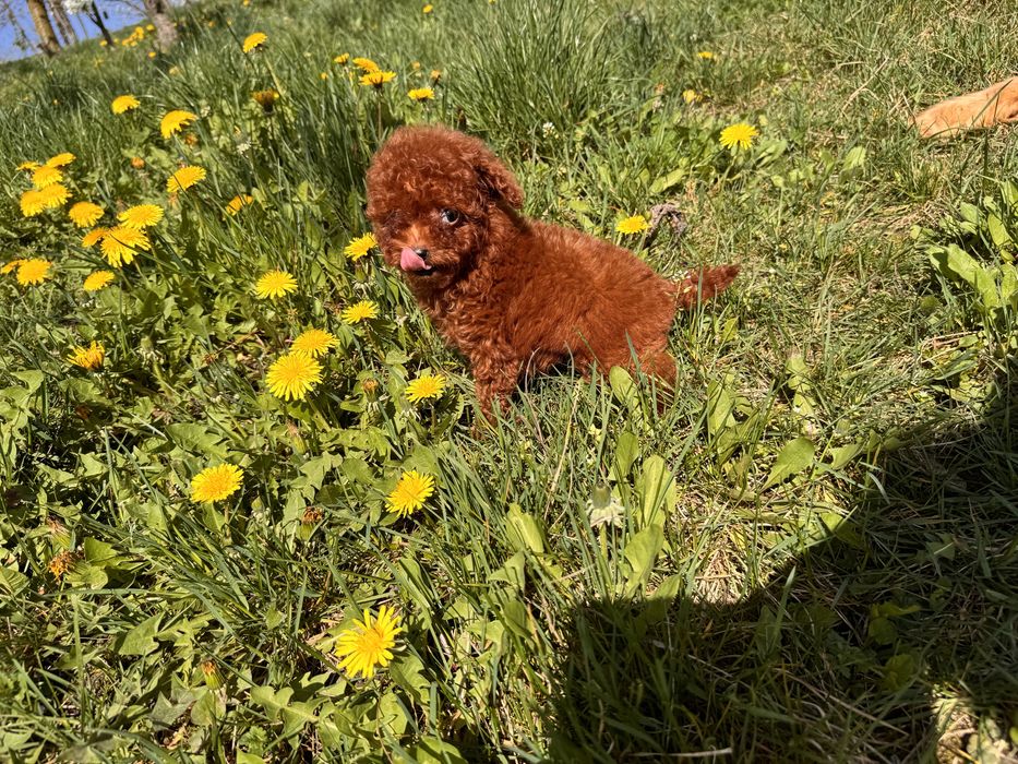 Тікап дівчинка редбраун