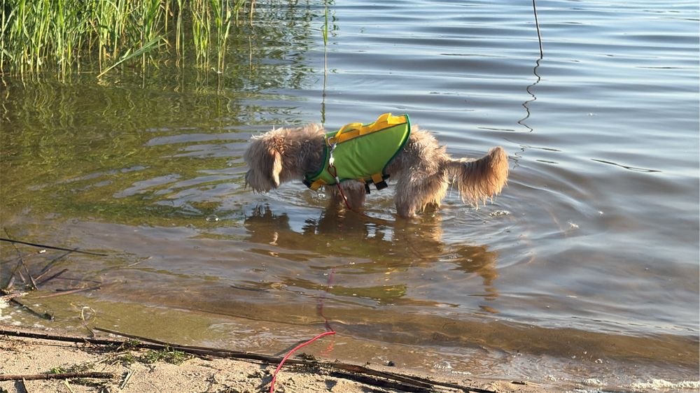 Bastion - Cockapoo - 2,5 roczny