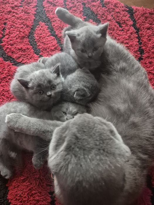 Шотландські кошенята