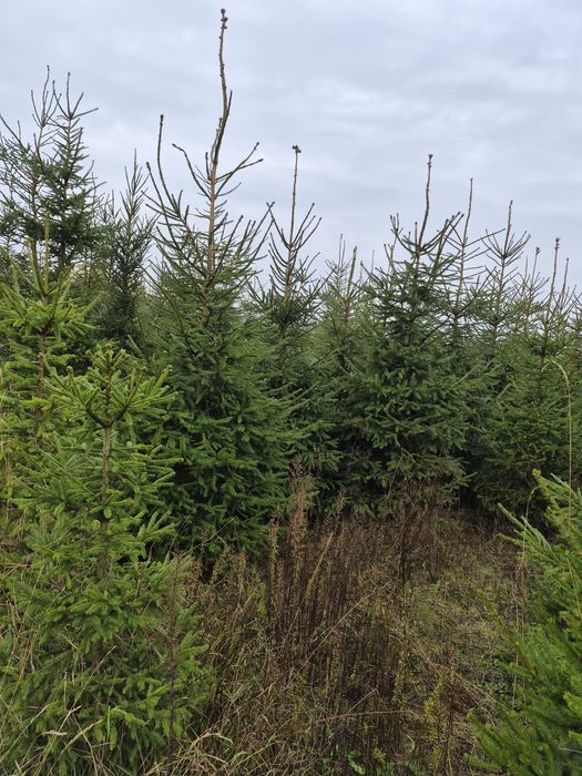 Choinki cięte i w donicy, drzewka bożonarodzeniowe