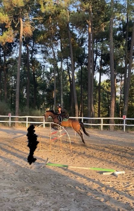 Égua de obstáculos