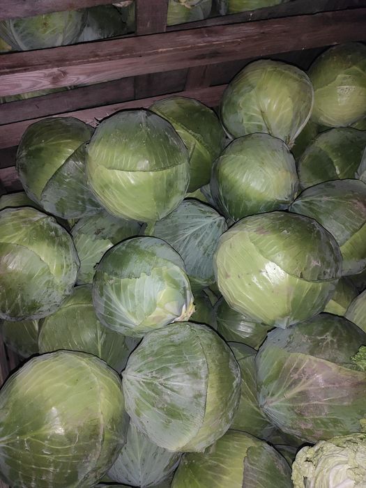 Ziemniaki i warzywa z dostawa dla Twojej gastronomii