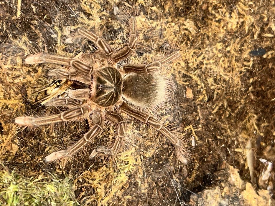 Teraphosa stirmi samica 3-4dc