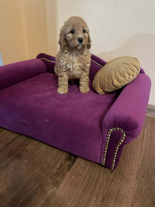 Pudel- Spaniel-Cockapoo