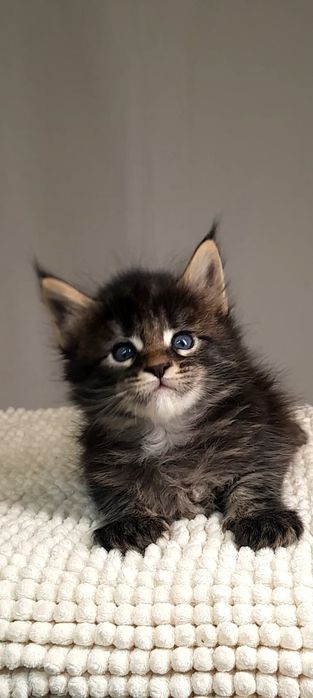 Мейн кун — серце вашого дому,