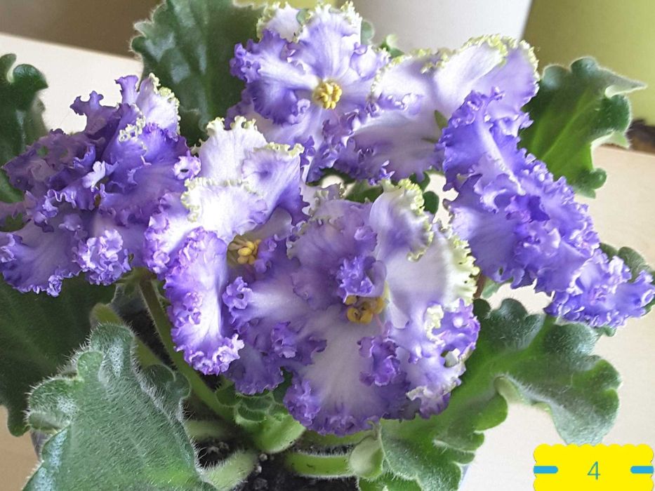 ФИАЛКИ (сенполии) сортовые ЛИСТИКИ (5), детки, стартеры, с бутонами и ЦВЕТУЩИЕ