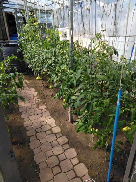 Działka ROD,Ogrodowa z prądem