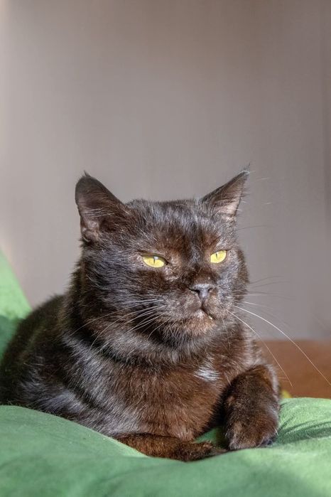 Красень! 7кг Хлопець. 1 р. Кастрований