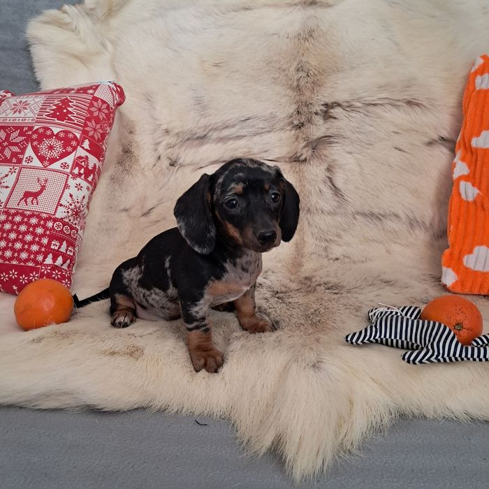 Jamnik miniaturowy  merle suczka