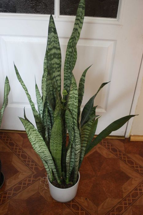 Sanseviera, wężownicą, "Język teściowej" 115 cm