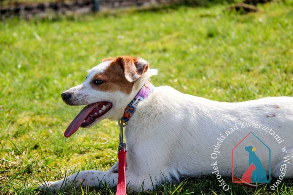 Młoda mała sunia Klarcia szuka domu!