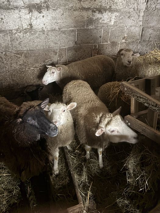 Sprzedam owce i barany