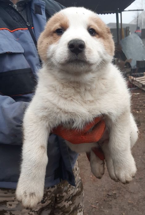 Щенки Среднеазиатской овчарки Алабай