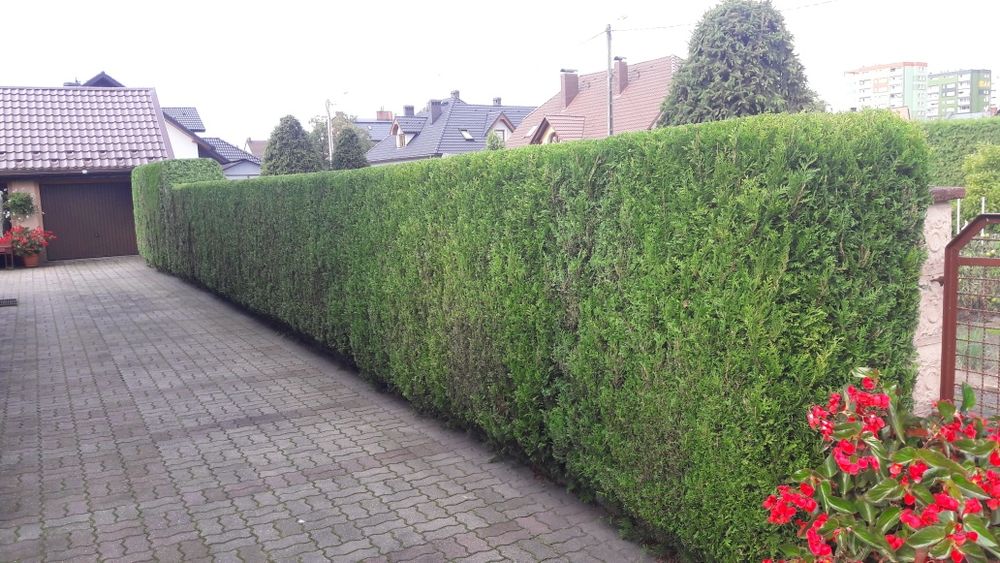 Przycinanie tuji drzew krzewów z wywozem odpadów pielęgnacje ogrodów