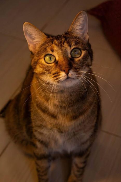 Дуже ласкава кішечка шукає дім