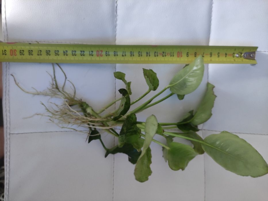 Sprzedam Anubiasa Giganta