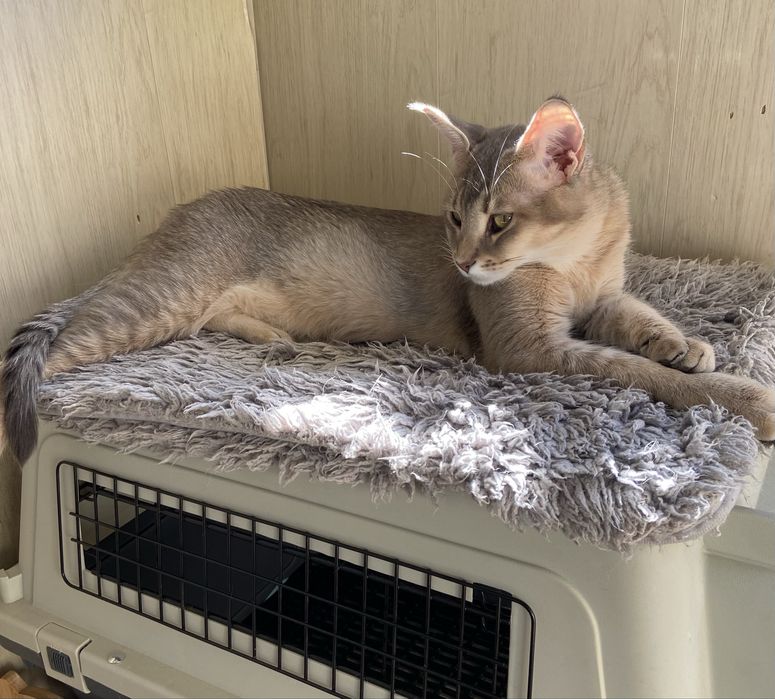 Роскошный котенок Чаузи F4