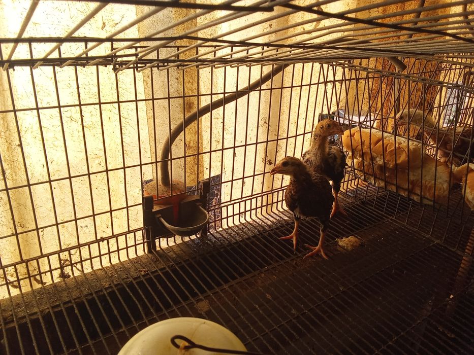 Pintos de raça cornish várias idades .