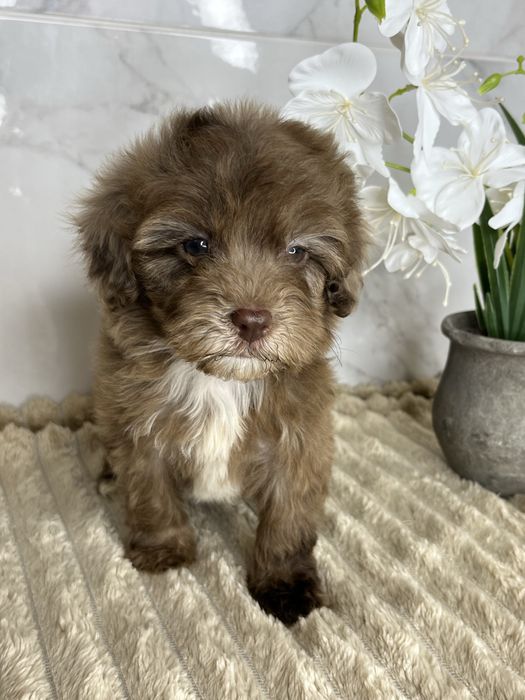 Люксові пудельки щоколад і щоколадний мерле