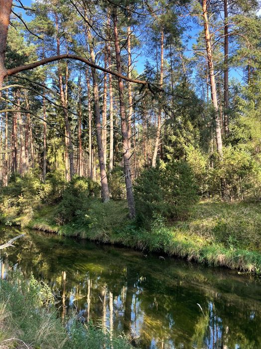 Domek na wynajem w lesie z jacuzzi – Tiny House Bory Tucholskie