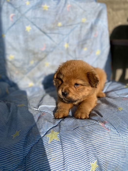 Шарпеї чистокровні