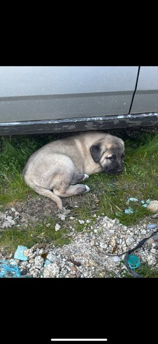 Cao raça kangal puros