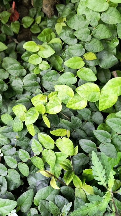 Fikus Pnący (Ficus Pumila), terrarium, las w sloiku