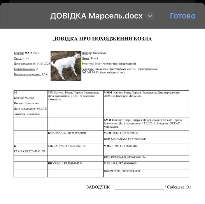 Комолий шутий безрогий козлик козел цап 100% зааненський. Родослівна. Французькі лініі.